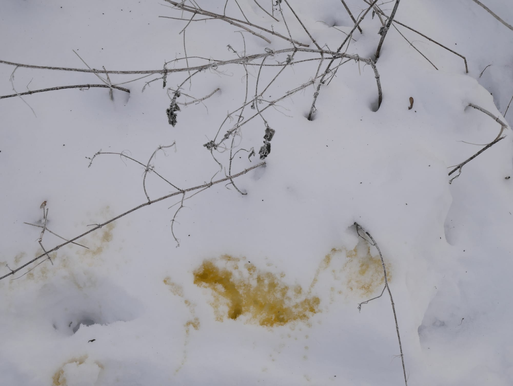 Gedicht: Merz findet